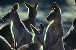 Kangaroos