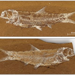A fossilised fish skeleton embedded within a piece of rock