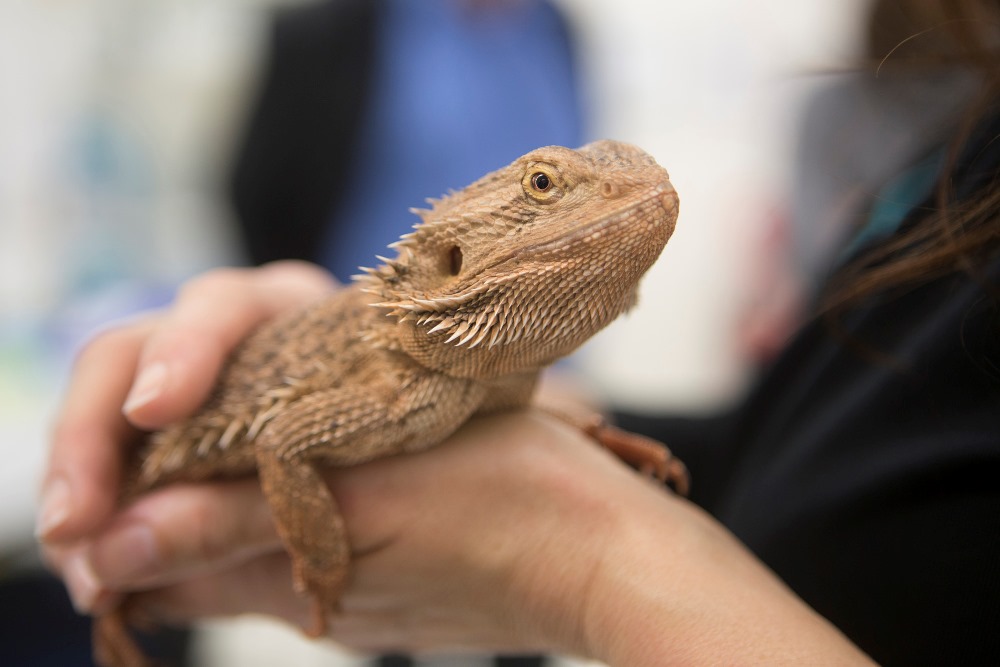A bearded dragon at the University of Canberra