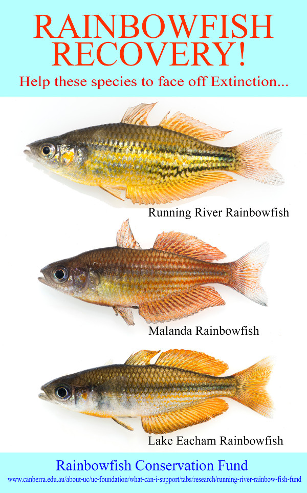 Displays images of three rainbowfish in danger