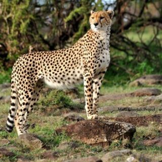 cheetah