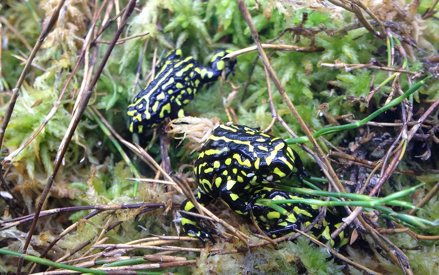 Corroboree frog