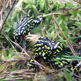 Corroboree frog