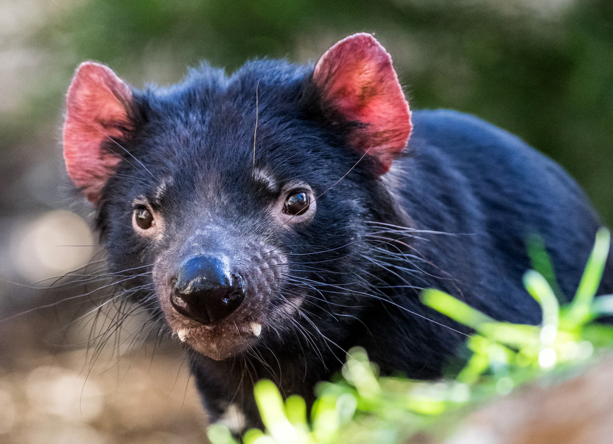What's killing Tassie devils if it isn't a contagious cancer?