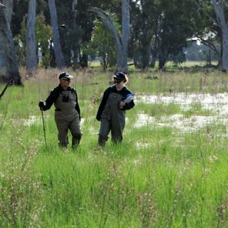 Two researchers undertake field studies in a wetland area, both wearing waders they are surrounded by grass and trees.