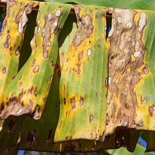 shutterstock_584794282