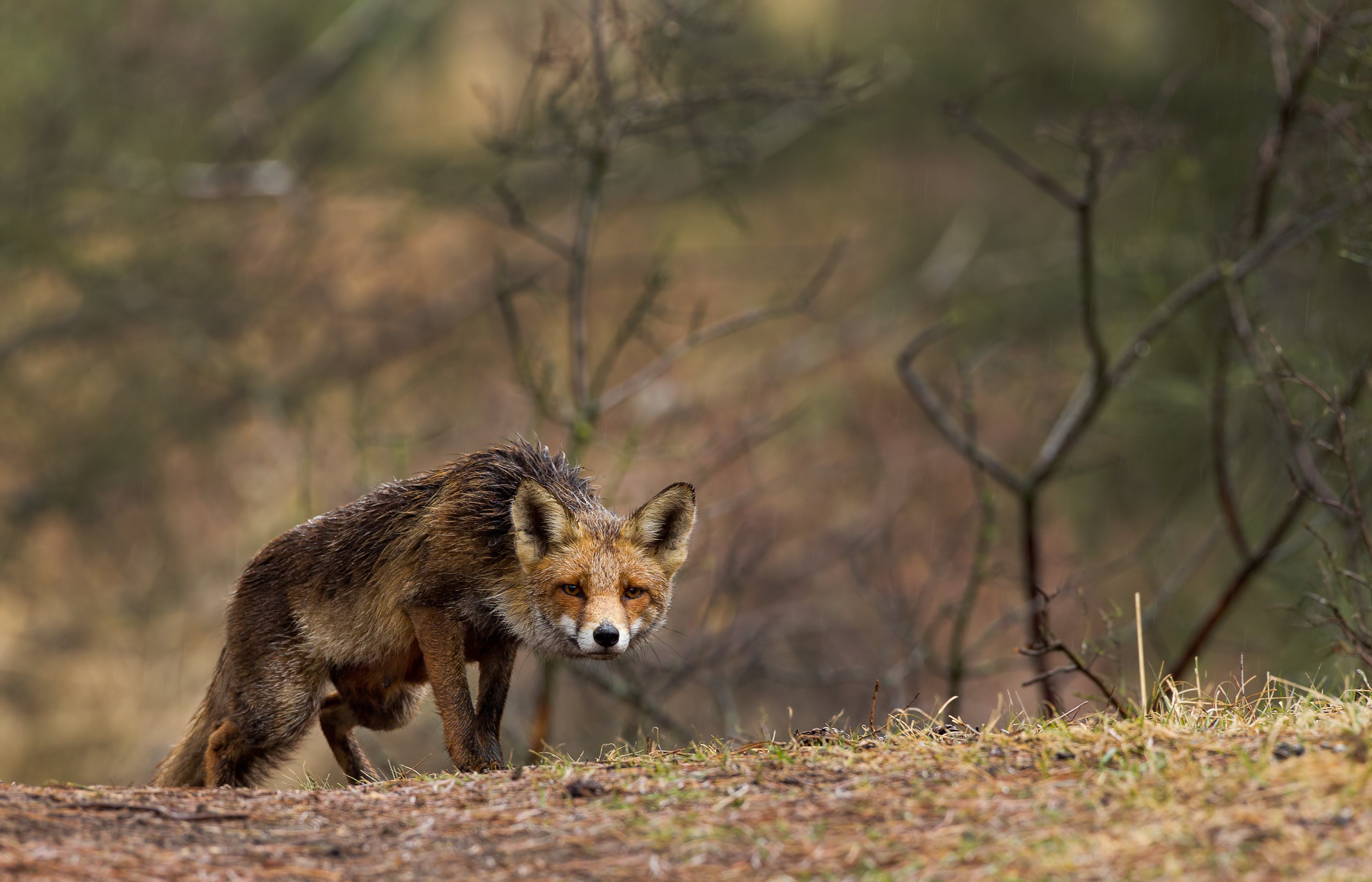 GENETICS On a fox hunt