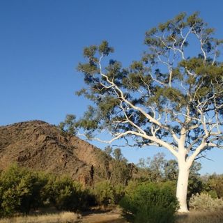 A bush landscape with a large gum tree in the foreground and a rocky hill behind