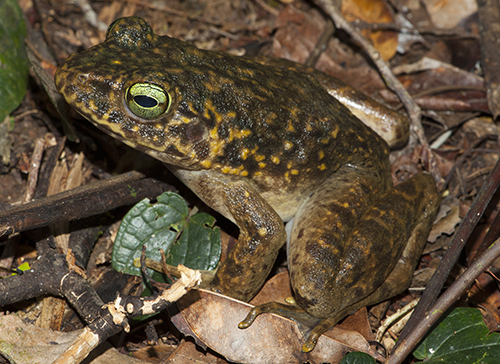 Amphibians in New Guinea need to be protected from the onslaught of the chytrid fungus. Photo: Supplied