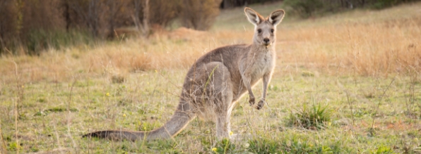 wildlife-page-kangaroo-banner