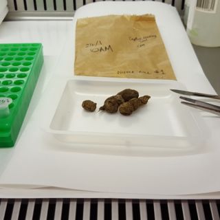 Animal droppings in a petri dish
