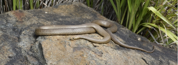 wildlife-snakes-banner