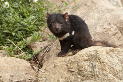 Tasmanian devil