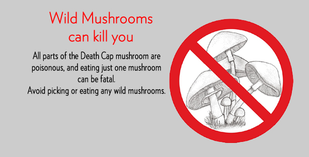 death cap mushroom