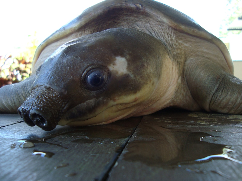 Quest to protect native turtles goes local in PNG University of Canberra