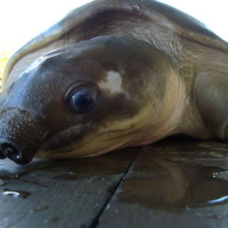 A Pig-Nosed Turtle or Piku
