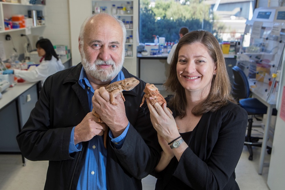 Professor Arthur Georges and Dr Clare Holleley holding two bearded dragons in their lab