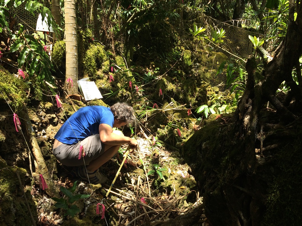 A researcher counts forest seedlings marked with pink ribbons on Guam