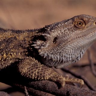 A bearded dragon poses for a photo in its natural habitat