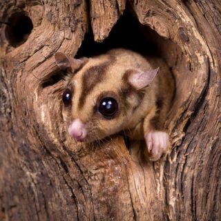 A sugar glider emerges from a hollow in a tree