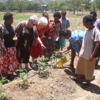 A group of women including University of Canberra researchers inspect tomato plants at a small farm plot in a PNG community.