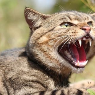 A fierce-looking feral cat, snarling.