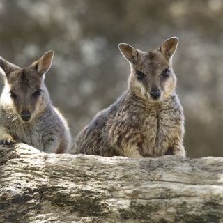 Two rock wallabies in their natural habitat in Northern Queensland