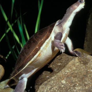 An underwater shot of a yellow bellied snapping turtle